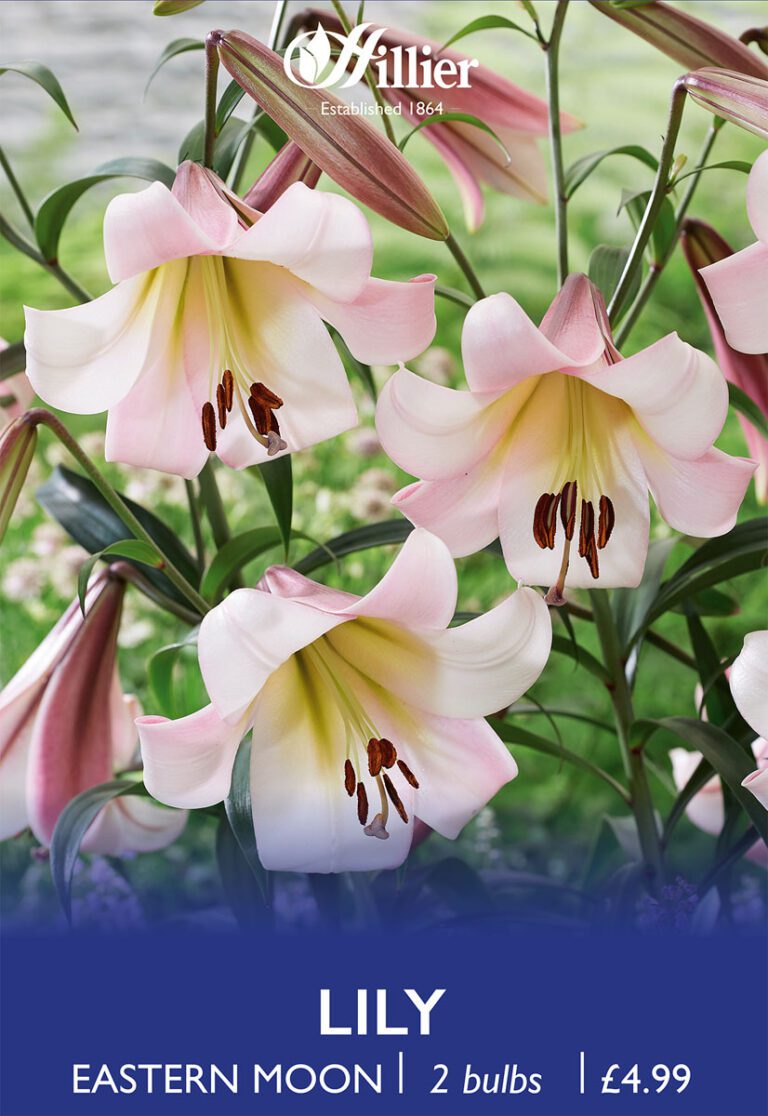 8718641997079 1 Lilium Eastern Moon.jpg